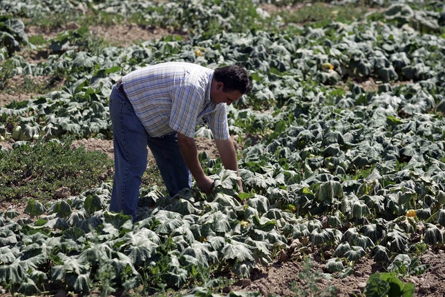 El agricultor Marino Rodrigo recoge hojas secas de calabaza, ayer en una plantación en Talavera. Manu Reino