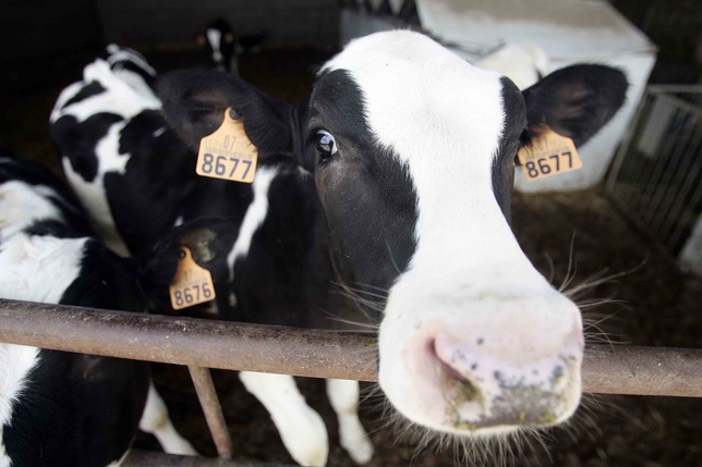 Los productores se quejan por la bajada del precio durante 2012. Manu Reino