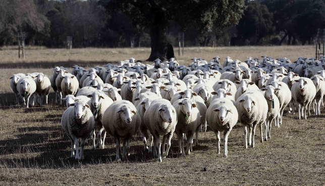 Ejemplares de ovino en ‘Dehesón del Encinar’. R.M.
