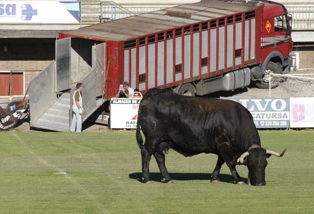 Sevillana tardó en resolver el sorteo 'la caca de la vaca' alrededor de dos horas. Antonio Bartolomé
