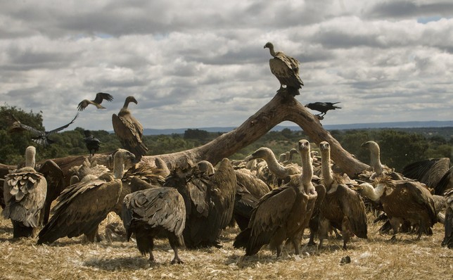 El buitre es uno de los animales que se beneficiará de las nuevas zonas de alimentación. ICAL