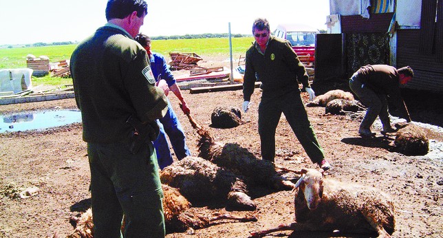 Drástica reducción de los ataques de lobos a las ganaderías en 2012