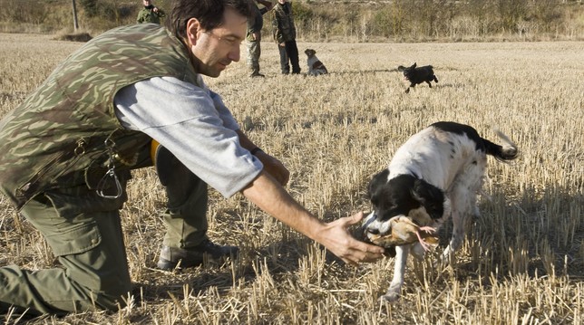 Un cazador recoge una pieza cobrada por su perro. Jesús J. Matías