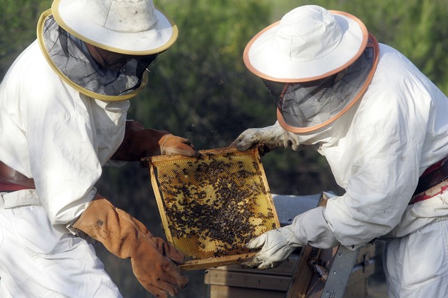 Dos colmeneros de la zona de Talavera muestran un panal de abejas con miel.  R. M.