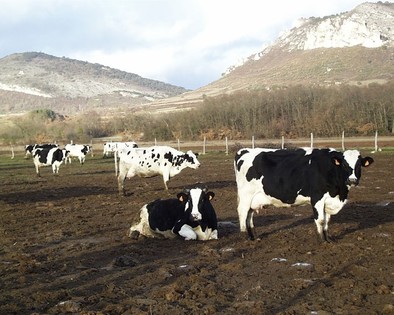 La leche Tierra de Sabor llega a las tiendas para revalorizar el vacuno