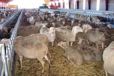 Los ganaderos, sin ayudas para el Programa Sanitario Común