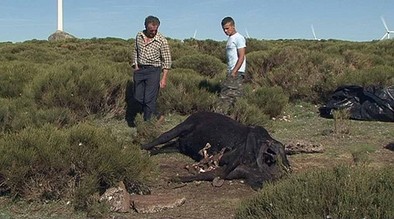 Un centenar de buitres devoran, de nuevo, a animales vivos