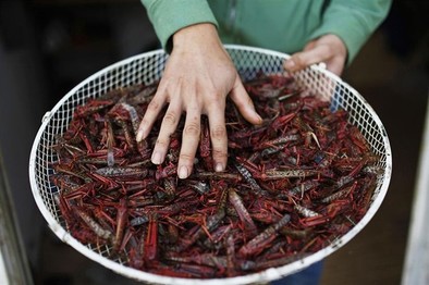 Insectos contra el hambre 