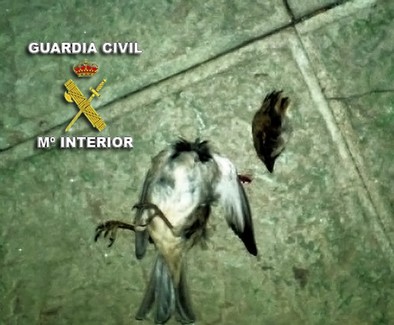 La Guardia Civil detiene a una persona e imputa a otra por descuartizar y decapitar animales