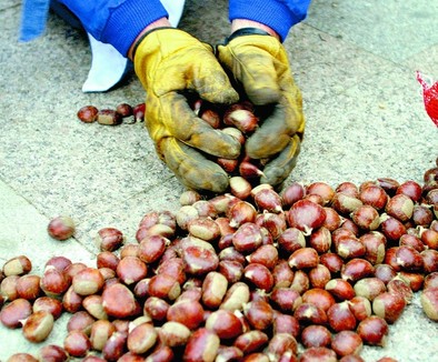 Los productores denuncian el robo de unos 15.000 kilos de castañas
