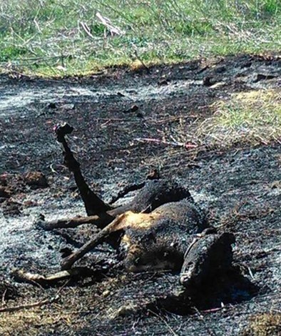 Presentan denuncia al hallar un galgo muerto y quemado en un descampado