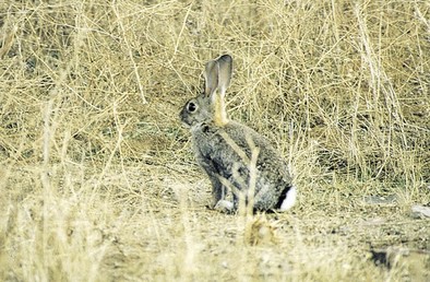 Detectan un exceso de presencia del conejo en 24 poblaciones del Este
