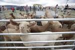 Mercado de Ganado en El Barraco