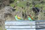 Las aves agrarias sufren su propia crisis