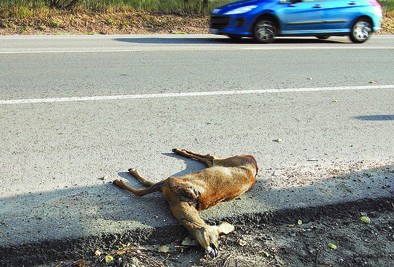 Accidente con un corzo en Villalbilla, cerca del campo de tiro El Cerro, ocurrido en 2009. Valdivielso