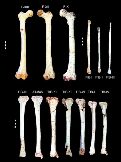 Huesos completos de la pierna del Homo Heidelbergensis.