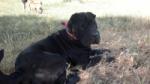 PERRITA PERDIDA