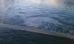 ESTADO DEPLORABLE EL QUE PRESENTA EL ESTANQUE DEL PARQUE DEL PILAR CON ABUNDANTE SUCIEDAD Y PECES MUERTOS.