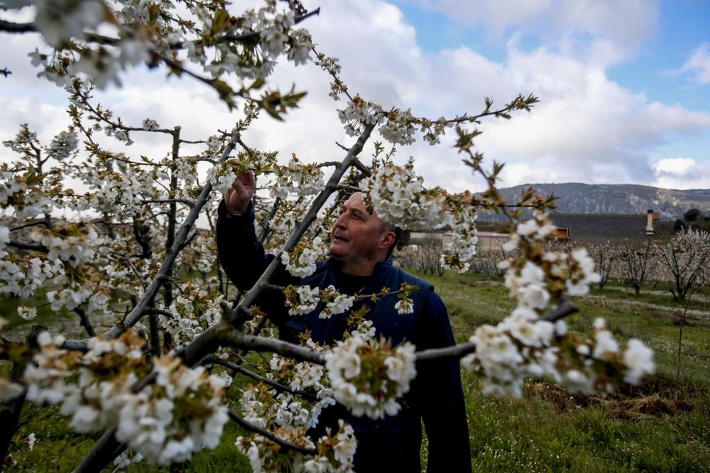 Los cerezos en flor de Caderechas