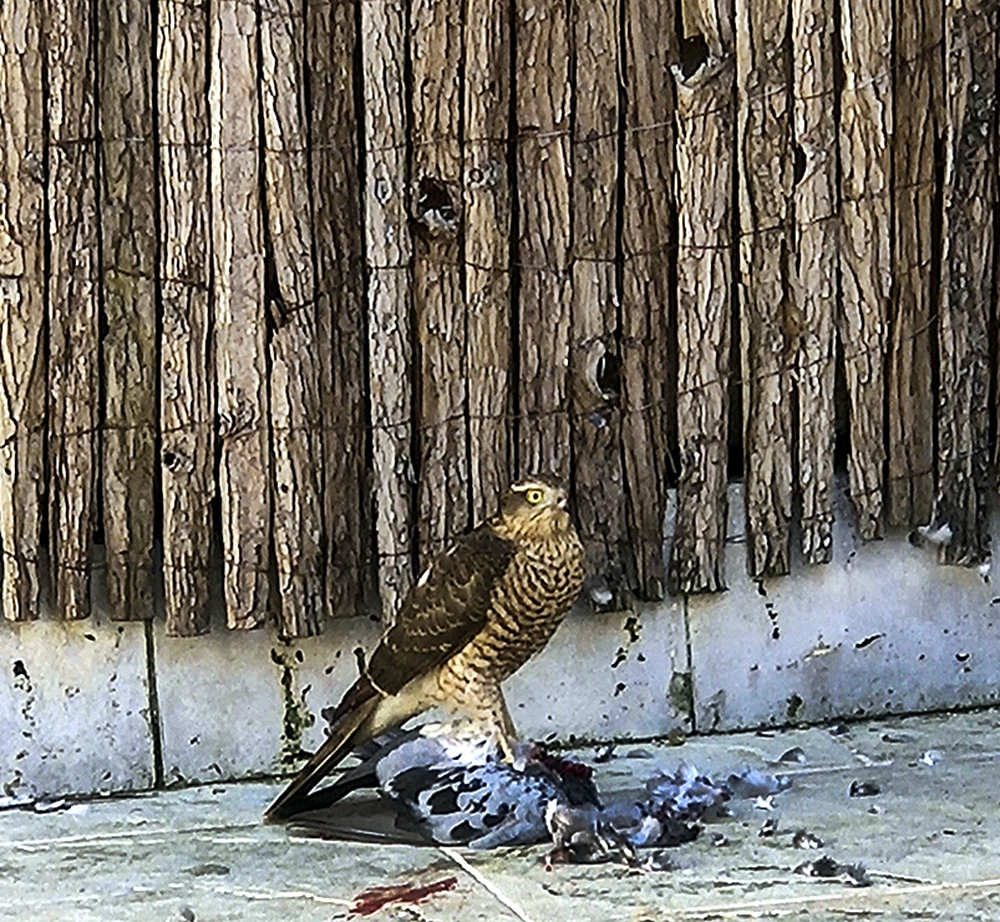 Pájaros de buen agüero