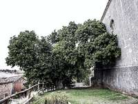 Cuenta la tradición que el moral de Villoviado es sanador.