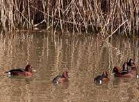 Hogar de invierno para las aves acuáticas pese a la sequía
