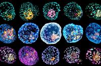 Crean un modelo de embriones humanos con células de la piel