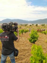 DO Cebreros promociona su riqueza vitivinícola en un vídeo