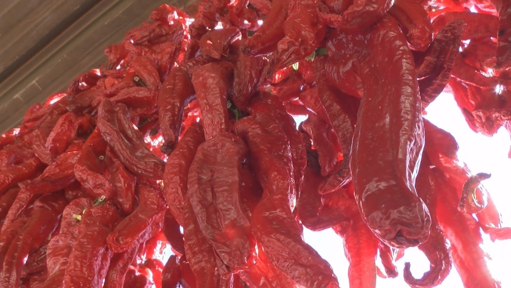 ¿Calpisa o Piquillo? Puente la Reina inaugura sus pimientos Las noticias de Navarra Televisión