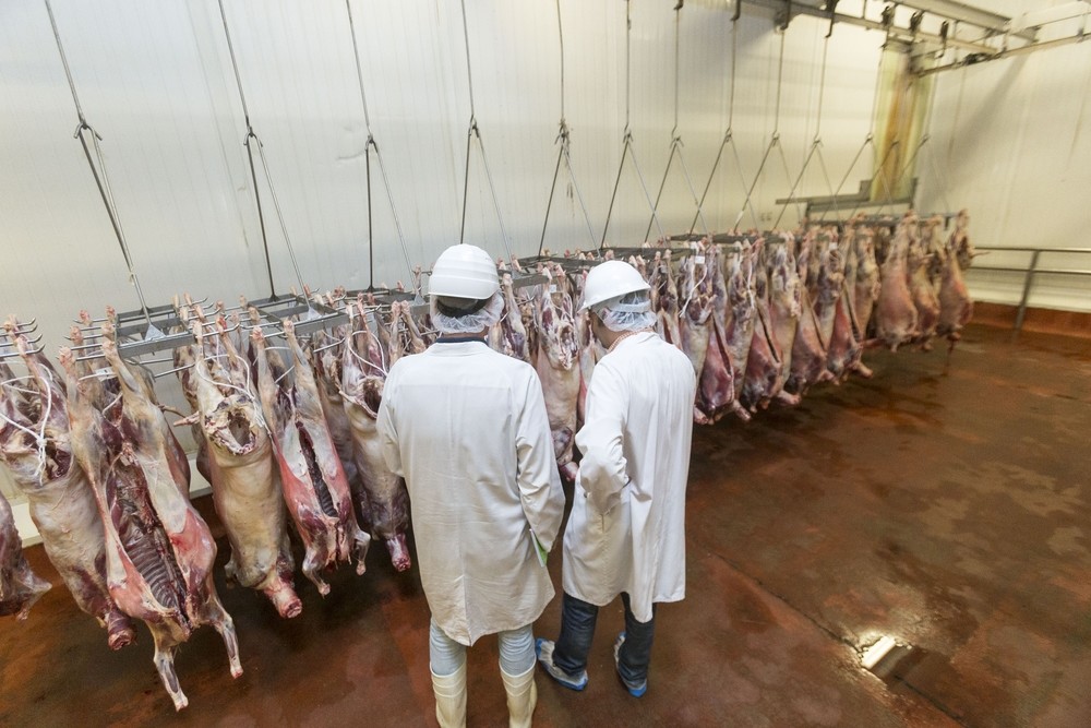 Dhabiha: el rito musulmán | Todas las noticias de Palencia