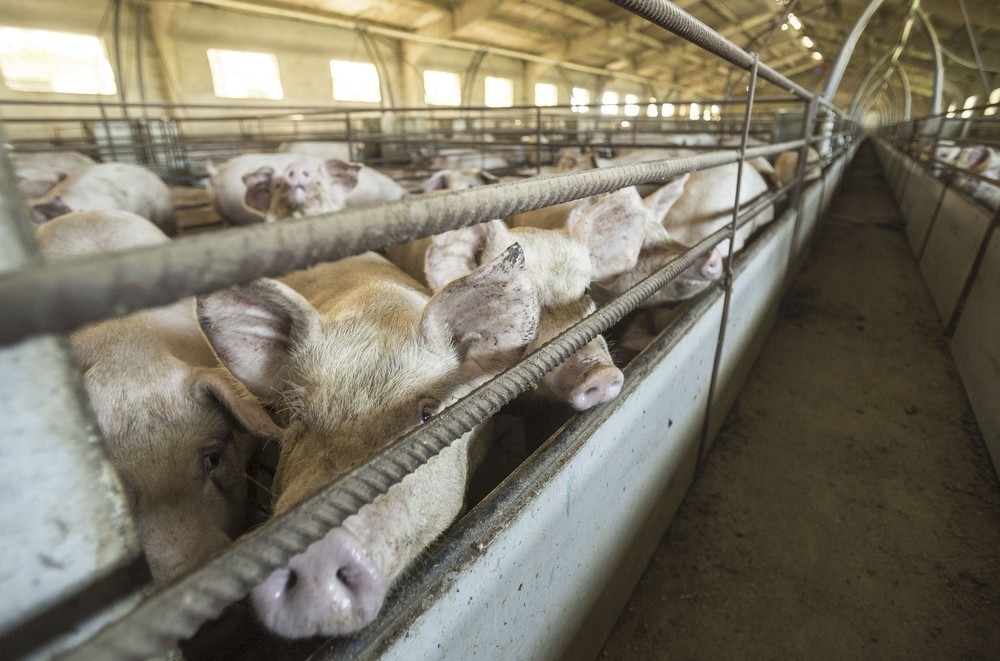 Las granjas porcinas crecen en 14.500