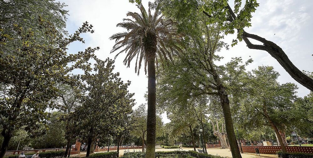 Jardines del Prado de Talavera: Seis empresas compiten por la rehabilitación - Vimarsana News