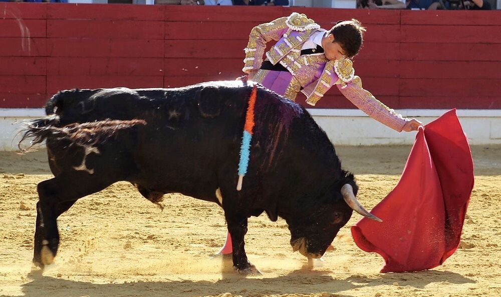 Dos orejas por coleta, la guinda a unas semifinales de altos | Todas las noticias de Palencia - Vimarsana News