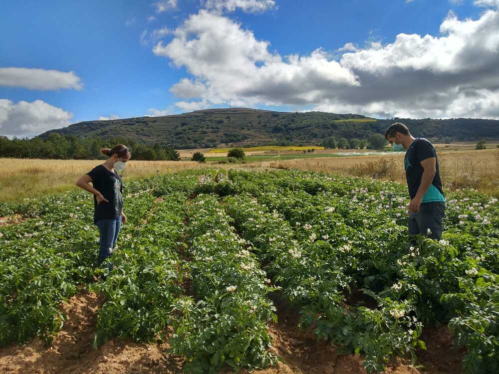 La patata de siembra ecológica, a estudio en el Geoparque | Todas las noticias de Palencia - Vimarsana News