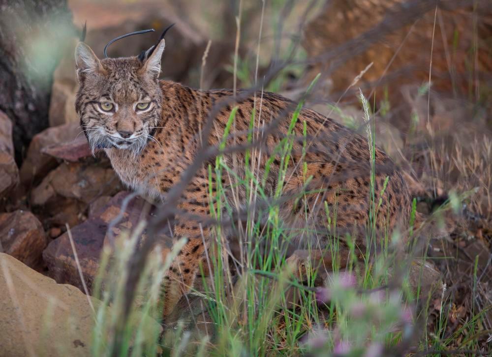 Situación general del lince ibérico - Página 9 - ellinceiberico.com
