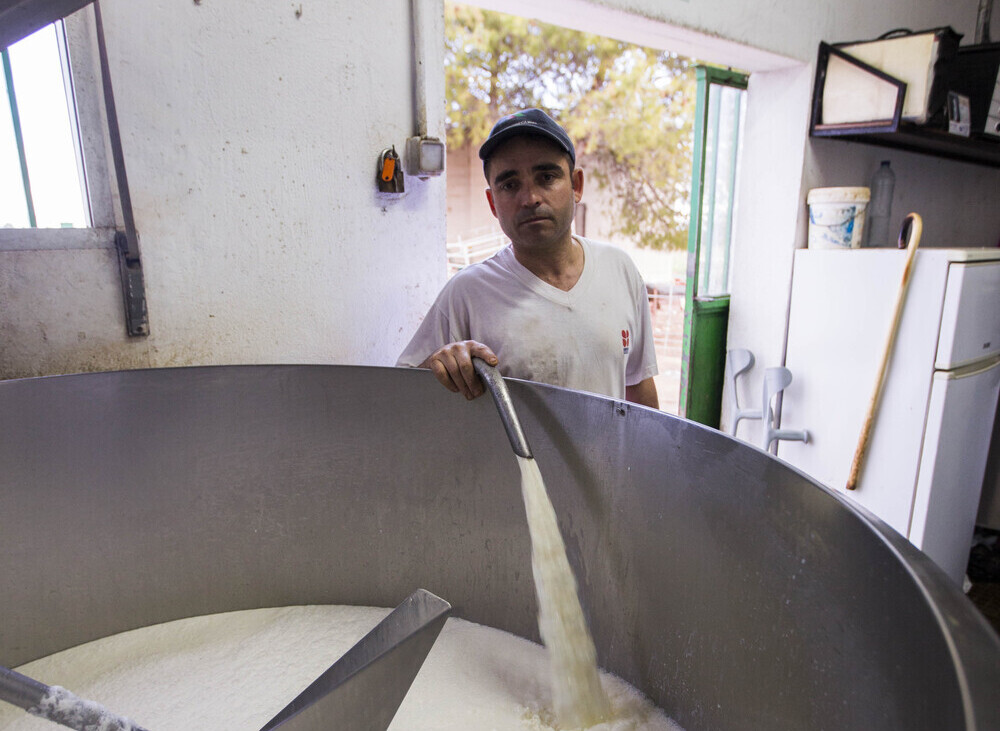 Con la leche al cuello | Todas las noticias de Palencia - Vimarsana News