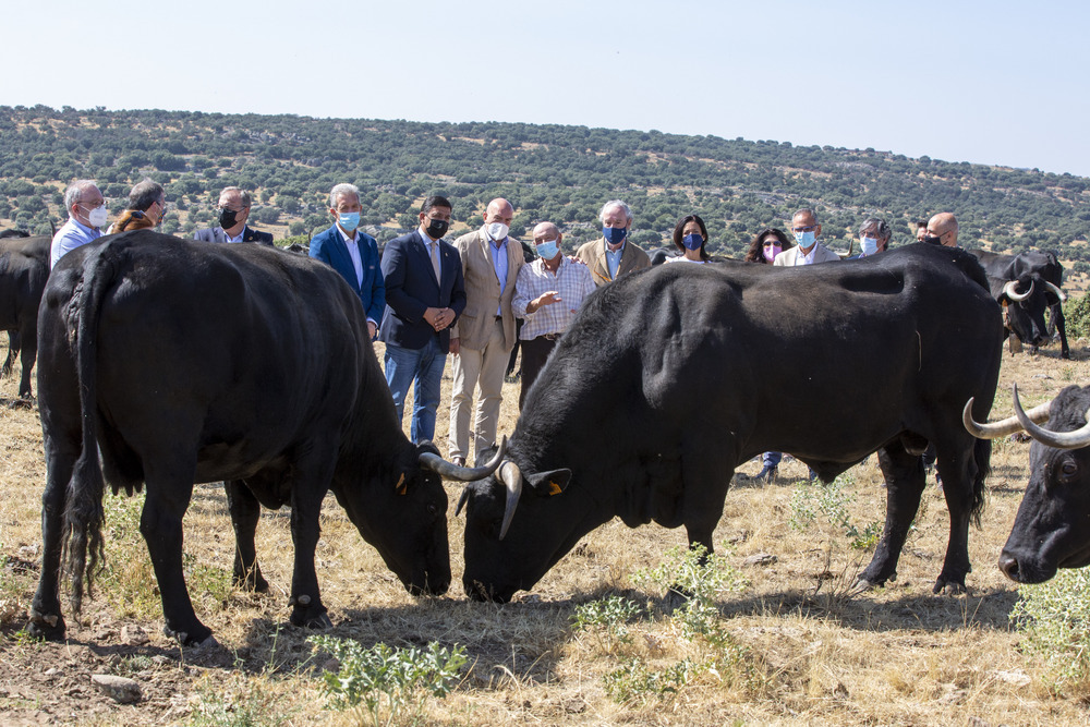 La Junta destina 145.000 euros a la convocatoria de ayudas para el fomento de las razas autóctonas - Vimarsana News