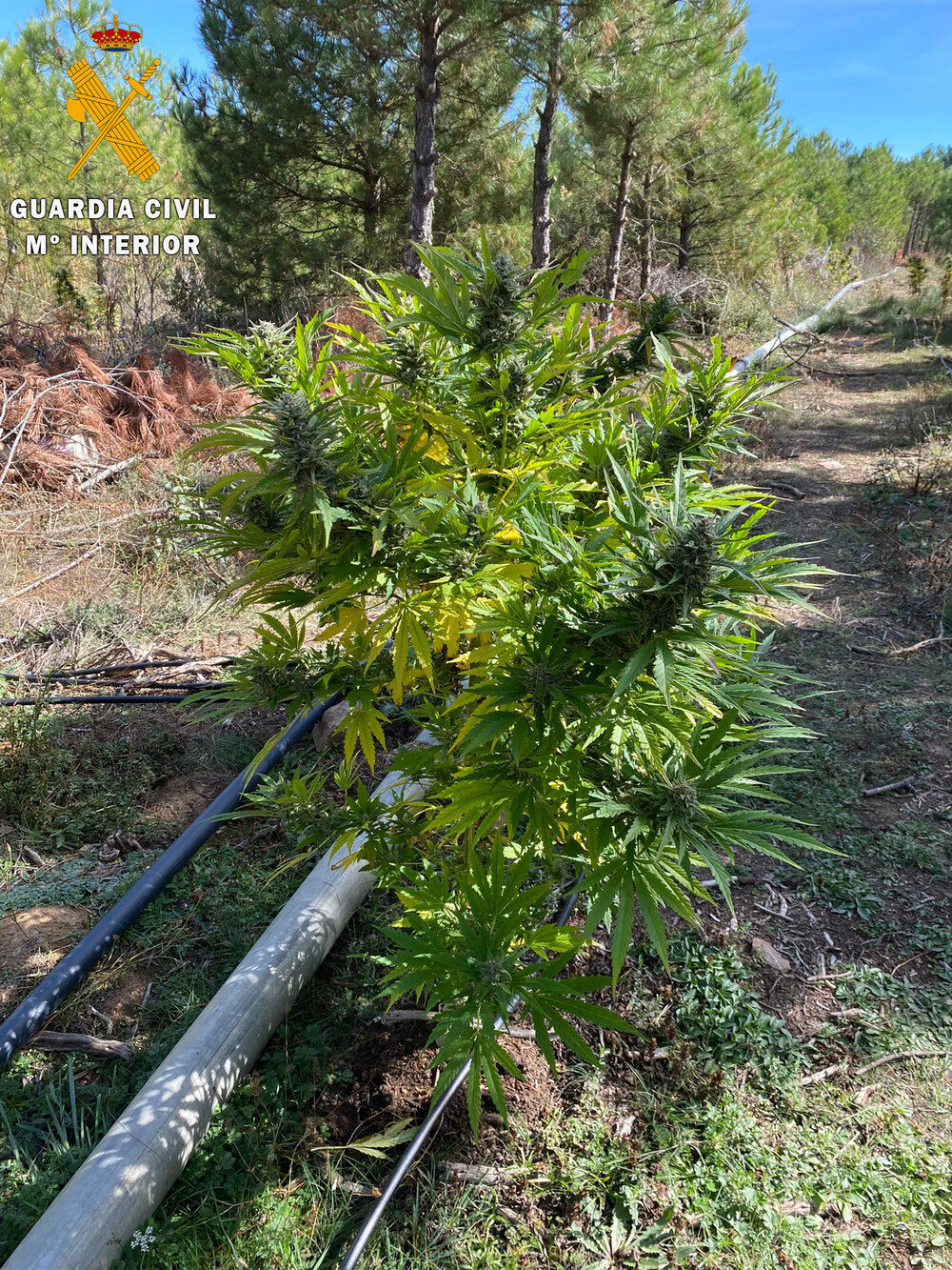 Detenido por una plantación de marihuana 'outdoor'