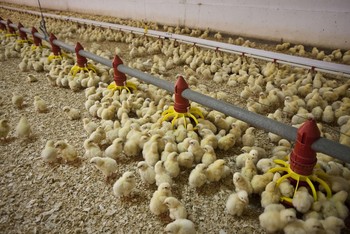 Los productores de pollo llegan desplumados a Navidad