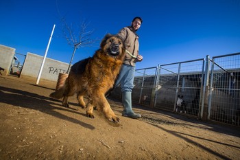 Perros abandonados acompañarán a víctimas de violencia