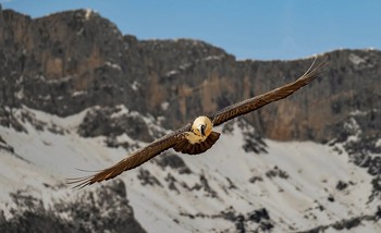 El renacer del quebrantahuesos