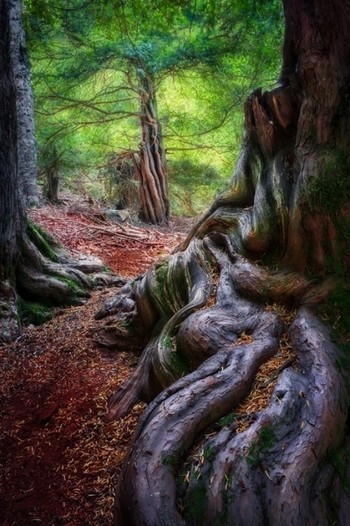 Un regalo para los cinco sentidos