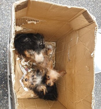 'Los animales estaban sucios pero no maltratados'