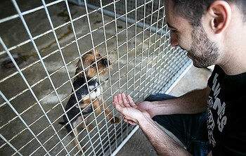 Tercer intento de hallar un gestor para la protectora