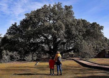 Belleza y poder milenario de una encina oscense