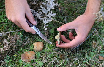 Las setas resisten a la intensa sequía