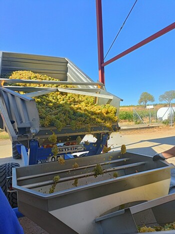 OIVE recomienda usar contratos homologados en vendimia