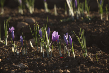 El cultivo de azafrán de La Mancha corre riesgo de desaparecer