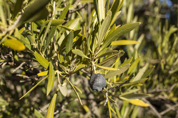Prevén la menor producción aceitera en diez años por la sequía