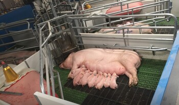 La producción de porcino, récord en 2022, bajará en 2023-24